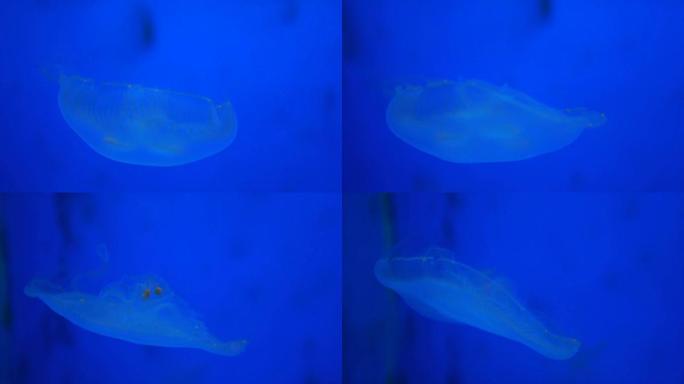 蓝光下美丽的海洋生物。漂浮在蓝色水中的水母。