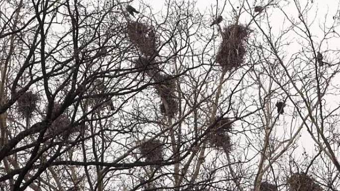 树上巢穴中的乌鸦