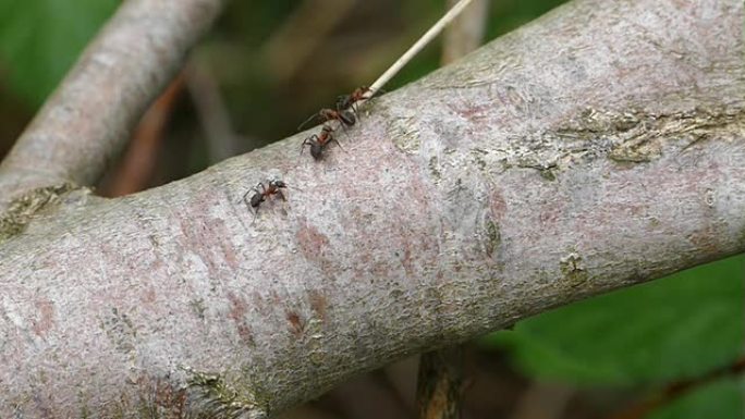 木蚁携带树枝