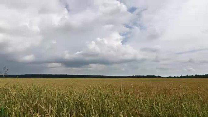 延时，白云在黄田小麦上的蓝天上飞舞