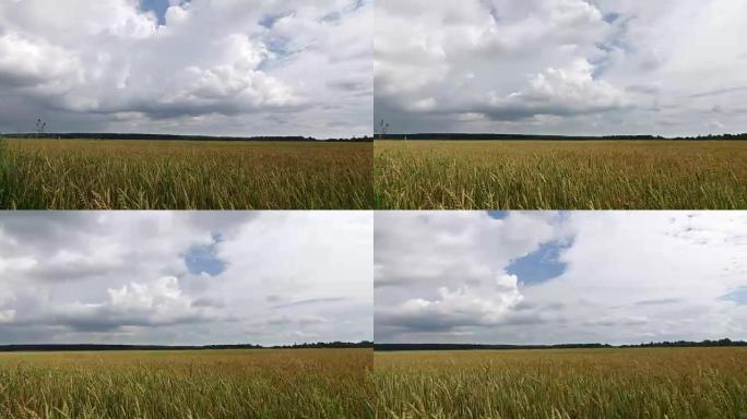 延时，白云在黄田小麦上的蓝天上飞舞