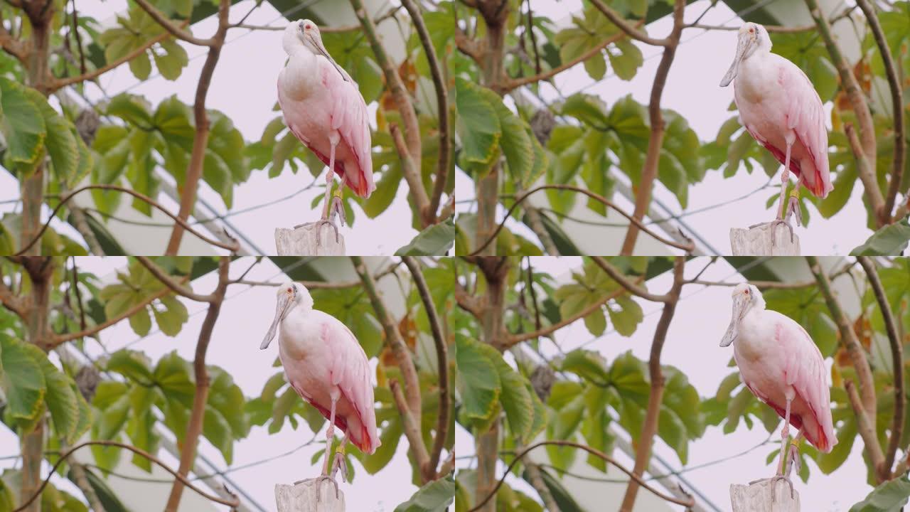 异国情调的粉红鸟。玫瑰琵鹭