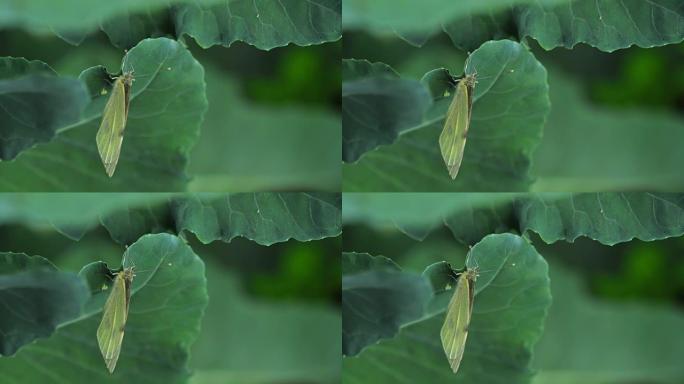 蝴蝶在绿叶上产卵