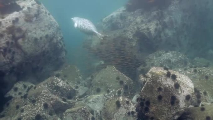 灰海豹在海中水下岩石中游动。