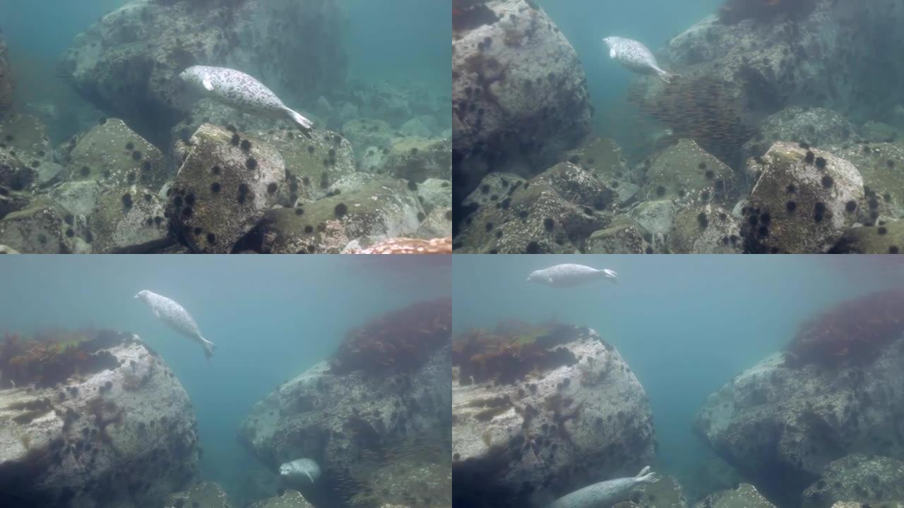 灰海豹在海中水下岩石中游动。