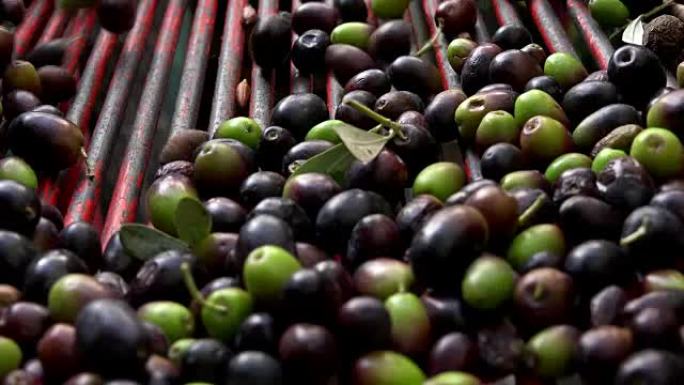 农民选择橄榄生产橄榄油: 特级初榨油生产