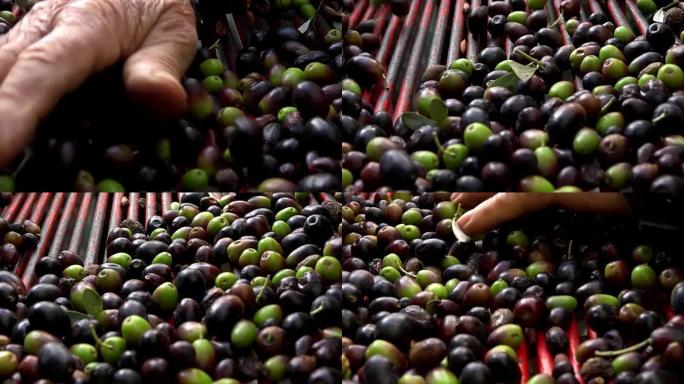 农民选择橄榄生产橄榄油: 特级初榨油生产