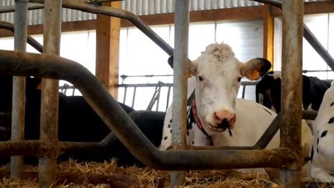 躺在稻草上的白牛咀嚼