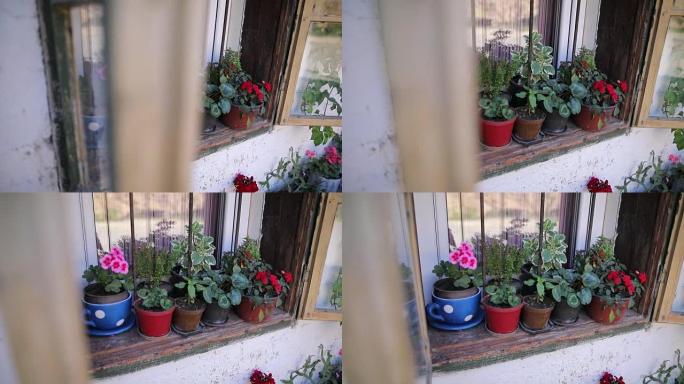 窗户和鲜花