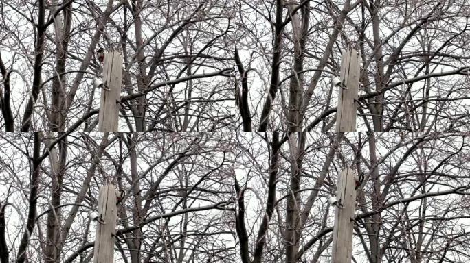 啄木鸟敲打木柱。Dendrocopos专业。连续镜头，4K，超高清