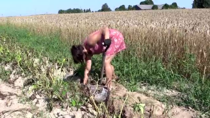 女人用铲子在花园里的柳条袋里挖土豆
