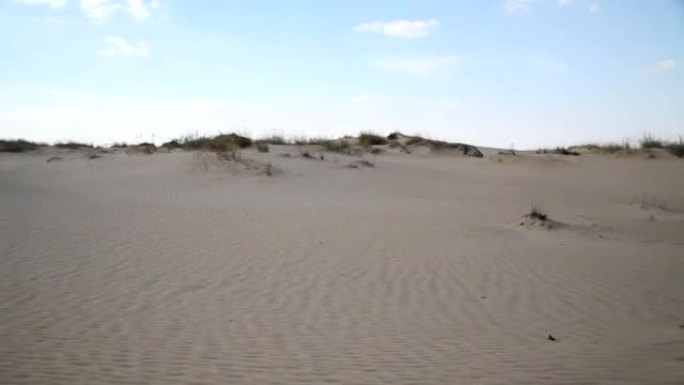 沙漠中有植被的沙丘