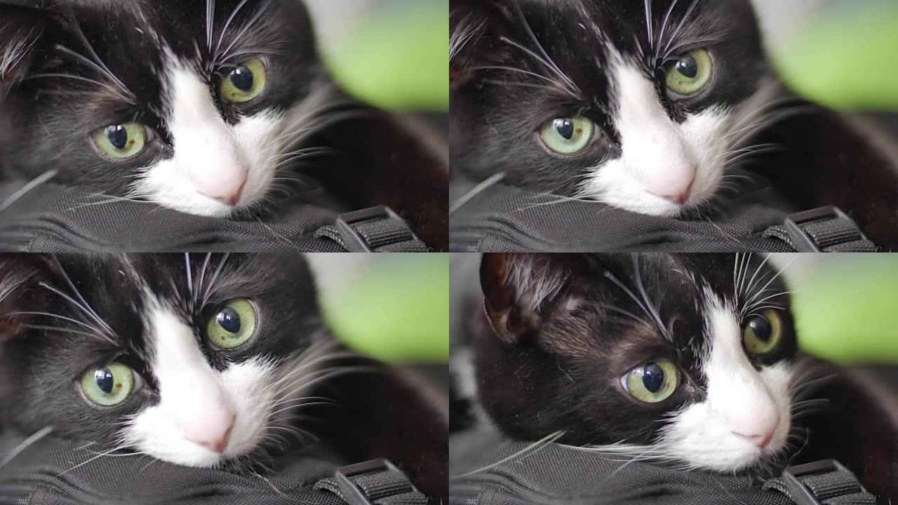 大黑白猫色与大绿眼睛，某处悲伤，特写