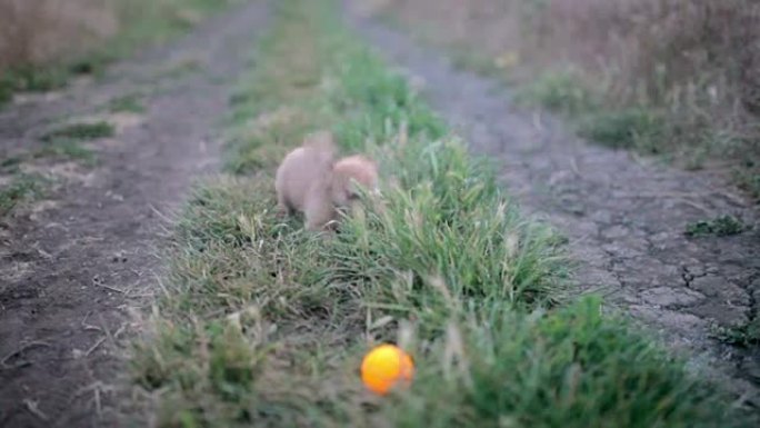 吉娃娃的小狗第一次在野外散步和玩耍