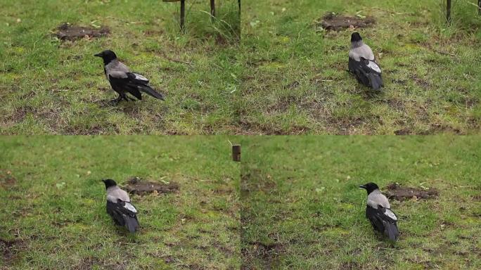 单黑乌鸦走在短切绿草上