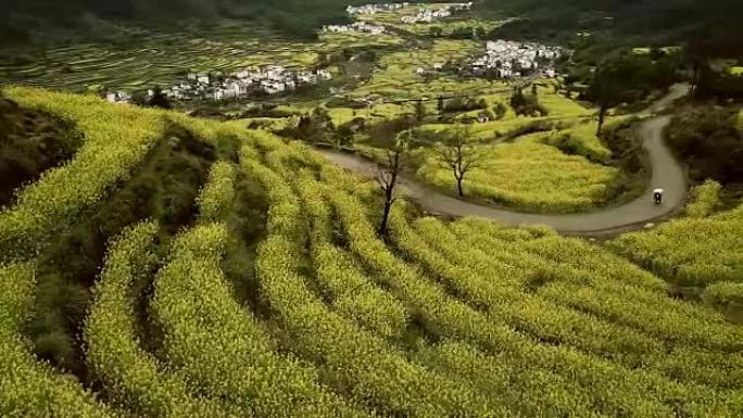 中国江陵油菜籽梯田鸟瞰图。