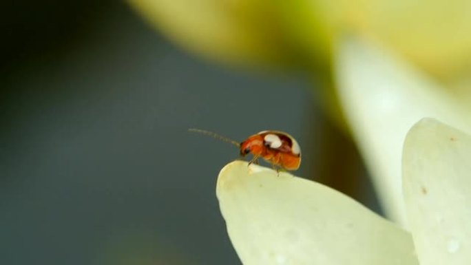 自然界中的小甲虫。
