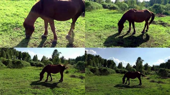 棕色的大马在草地上吃草。乡村景观。放大摄像头。马吃草，赶走挥舞着尾巴和鬃毛的昆虫。绿草草地。彩虹灯。