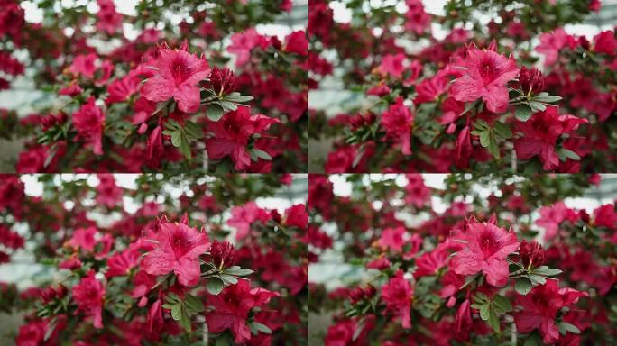 大杜鹃花灌木，有大量的红花焦点变化