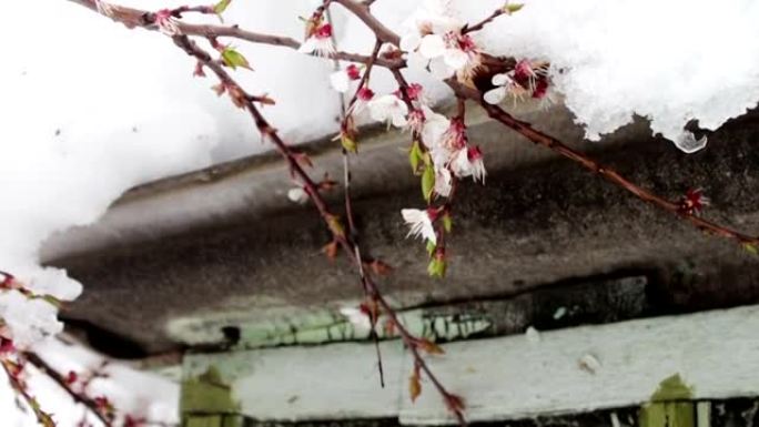 房子屋顶上的大雪帽在房子的拐角处，一棵开花的苹果树的树枝