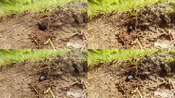 甲虫在田野的草丛下在地上挖了一个洞