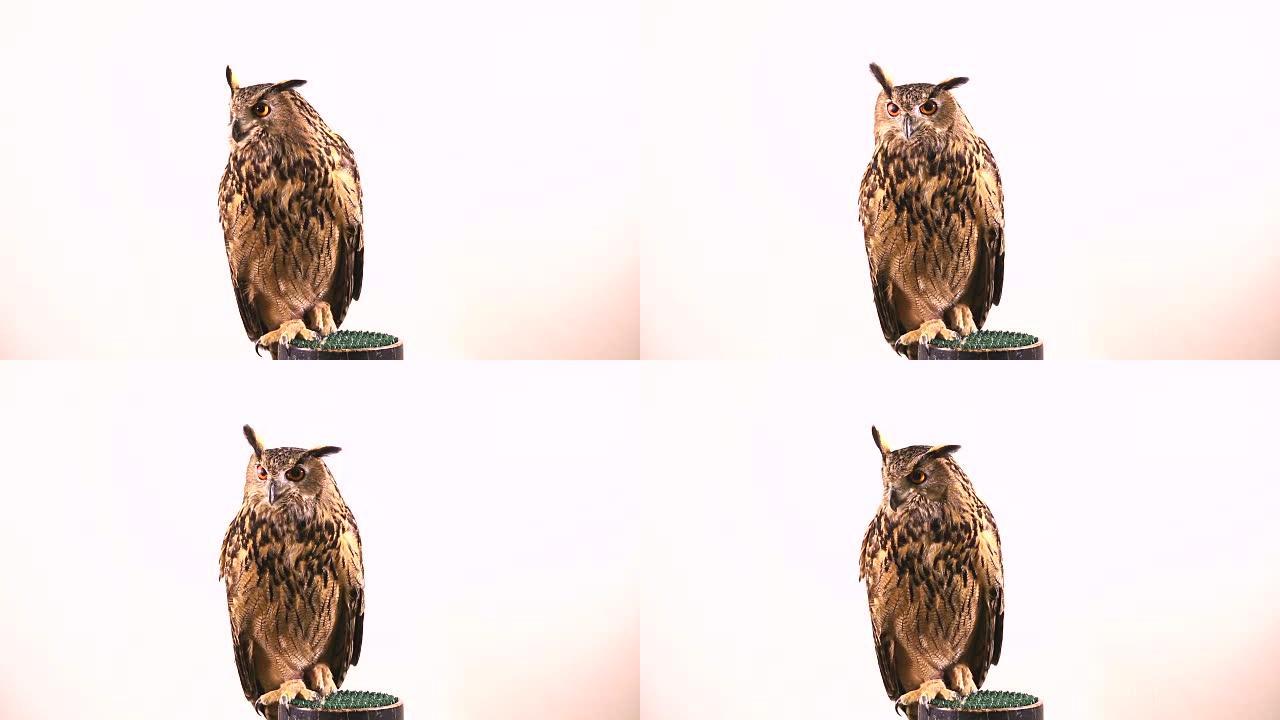 欧洲鹰鸮