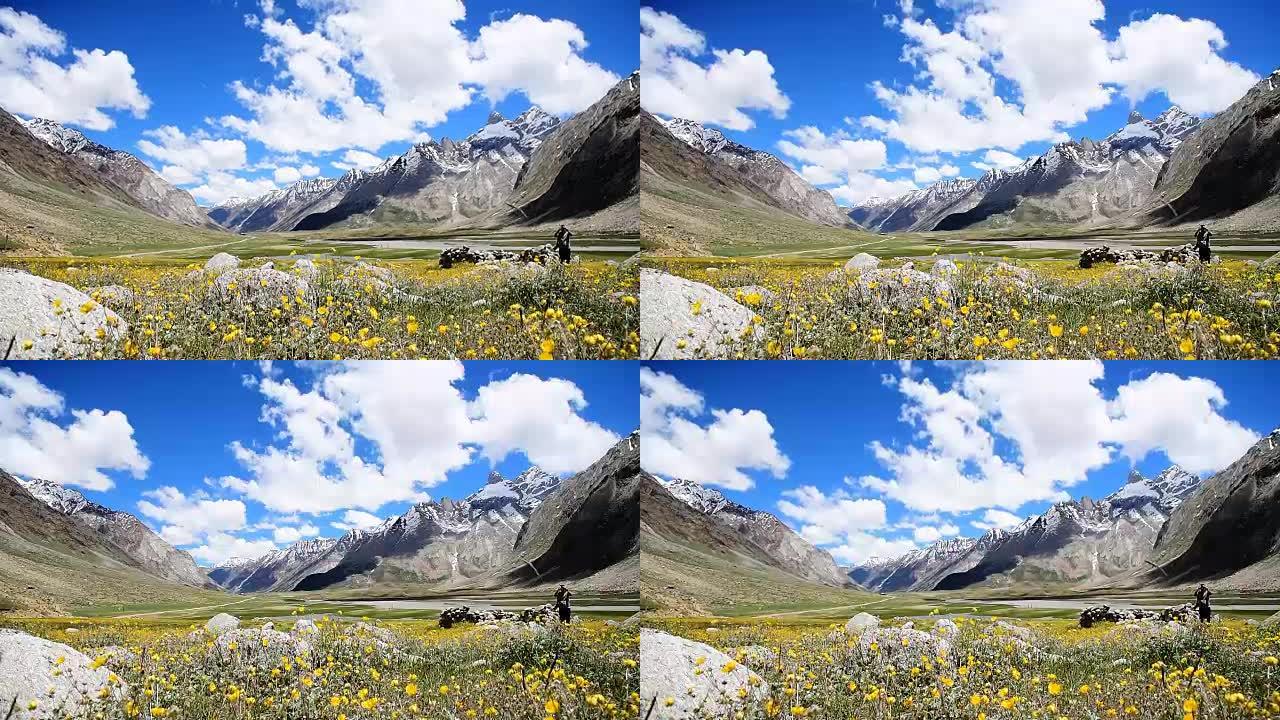 黄色花田，选择性聚焦，晴天背景雪山喜马拉雅山和蓝天，印度克什米尔，选择性聚焦和运动模糊