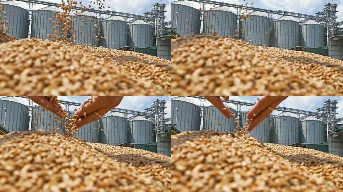 麦粒从农民手中落入一堆小麦中