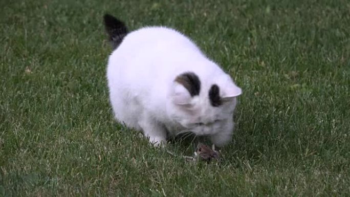 白色斑点猫玩吃他的受害者老鼠在草地上