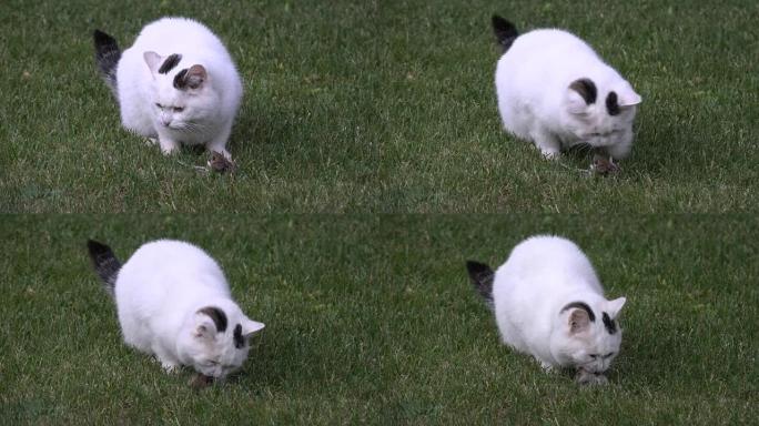 白色斑点猫玩吃他的受害者老鼠在草地上