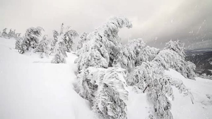 冬季暴风雪暴风雪，枞树上满是雪，植物上有冰霜