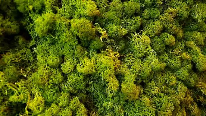 驯鹿地衣Cladonia rangiberina制成的绿色墙面装饰