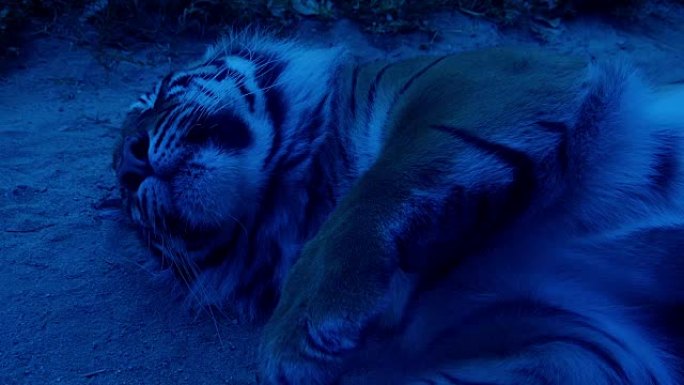 夜睡老虎。