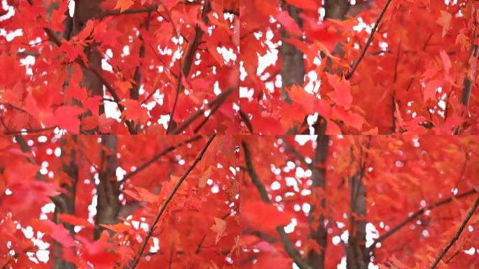 变成美丽的红色秋树