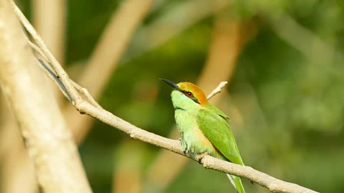 4k镜头，月头食蜂鸟 (Merops leschenaulti) 是食蜂鸟 (Meropidae) 