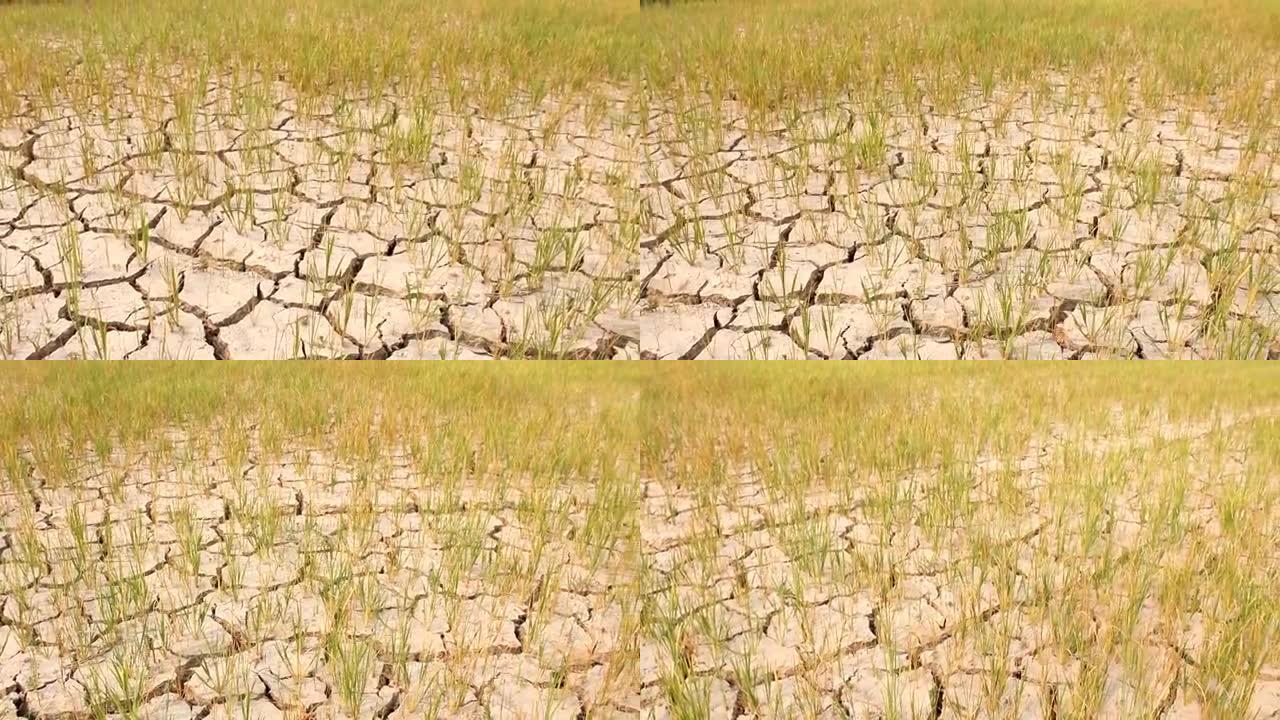 干稻田里没有水