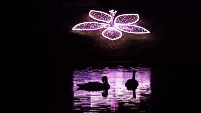 城市照明和池塘上的天鹅