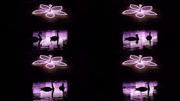 城市照明和池塘上的天鹅