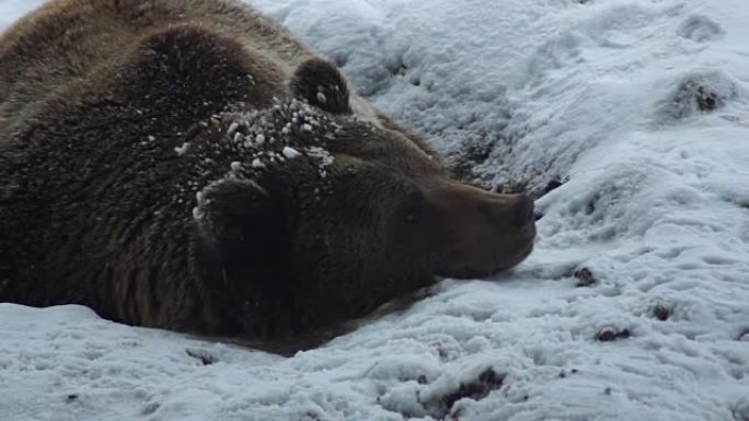 大自然冬天雪中的棕熊
