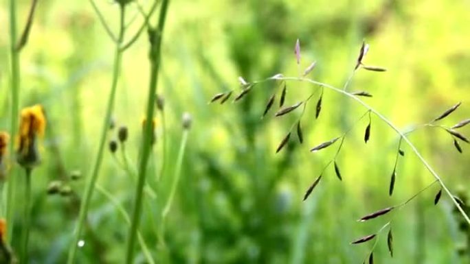 特写草地羊茅 (Festuca pratensis)