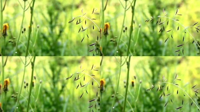 特写草地羊茅 (Festuca pratensis)