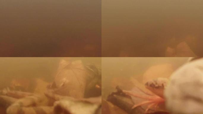 水下镜头交配季节青蛙在一个小山湖特写在雄性寻找雌性的叶子上