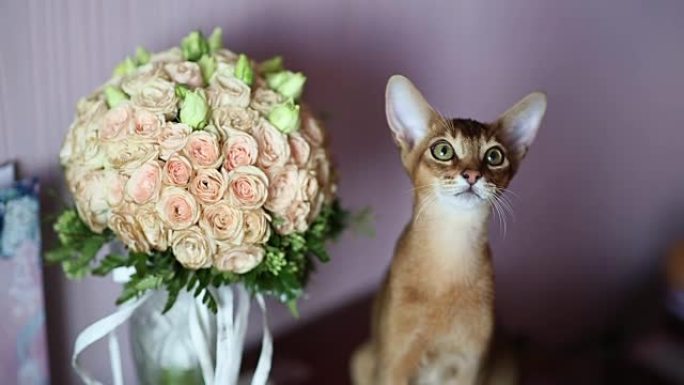 猫和花束