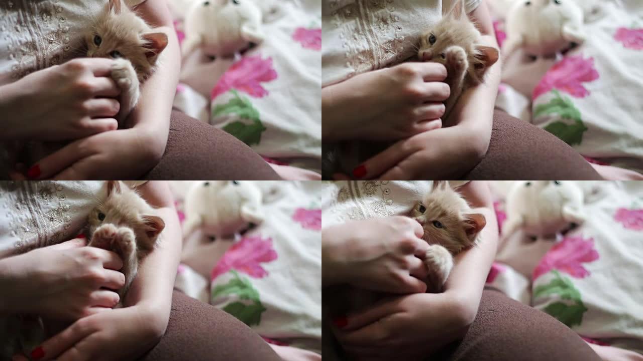 毛茸茸的红色小猫躺在情妇的手中，指甲是红色的，通过咬她和抓挠来玩耍