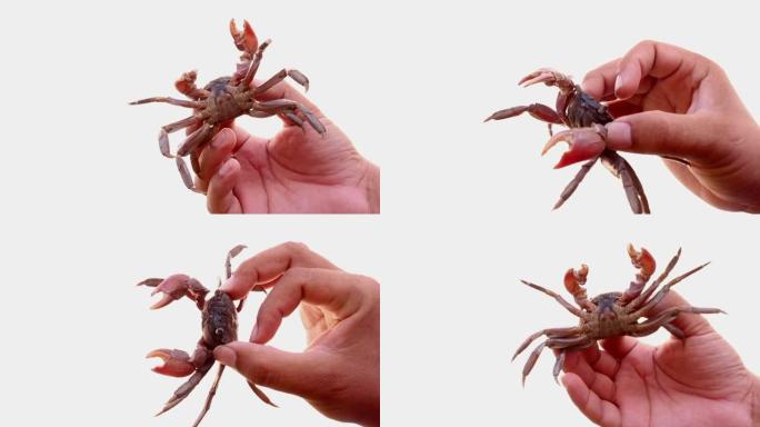 孤立的手握螃蟹