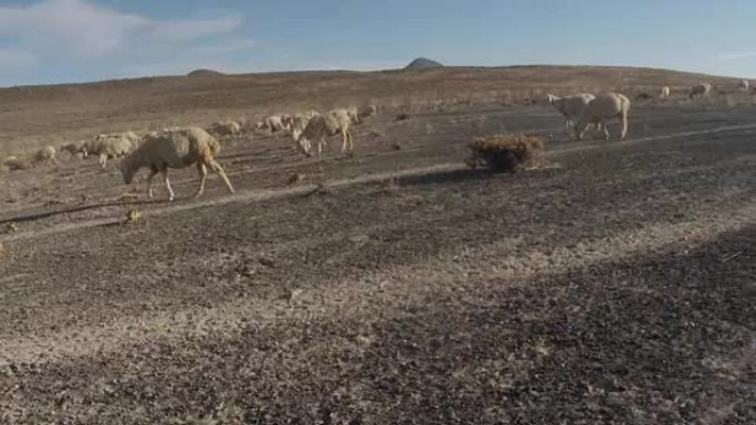 绵羊突然从相机中逃脱，尘土飞扬的地形周围有很多绵羊