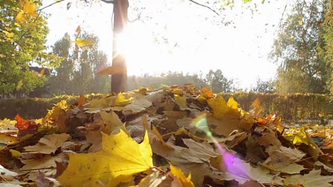 在秋天的森林里，黄叶落到了地上