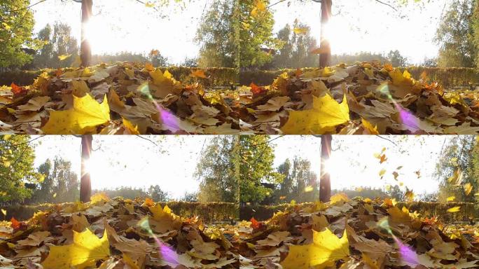 在秋天的森林里，黄叶落到了地上