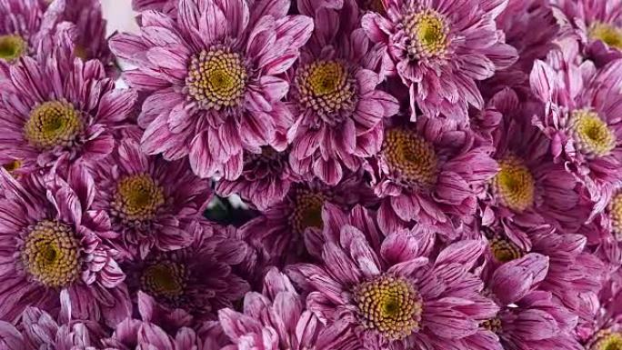 特写，从上面看，鲜花，花束，白色背景上的旋转，花卉组成由紫色菊花saba组成