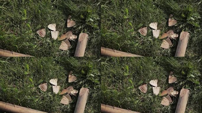草地上的原木碎片